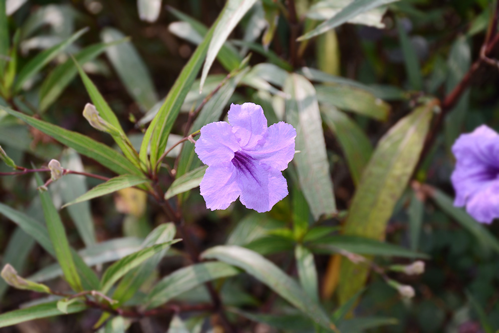首页 - 菲律宾亚星国际官方网站